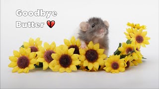 Butter has passed  Goodbye my sweet ratty bean