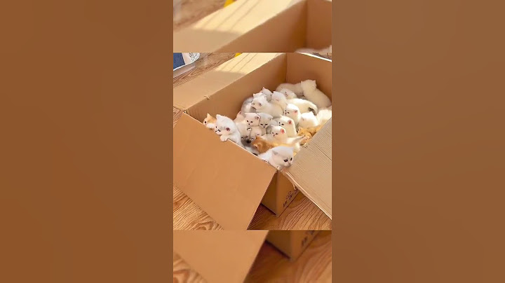 They gave me a whole box of kittens
