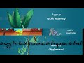 தகவமைப்புகள் /Adaption #plant #tnpsc#science #tamil#group #govermentexam #trb#adaptation