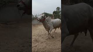 Grand Masti #cow #tharparkar #farmer #farmerstruggle #farming #bull #cartoon gau