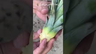 زراعة الاناناس بطريقة سهلة وسريعة ? agriculture pineapple grow