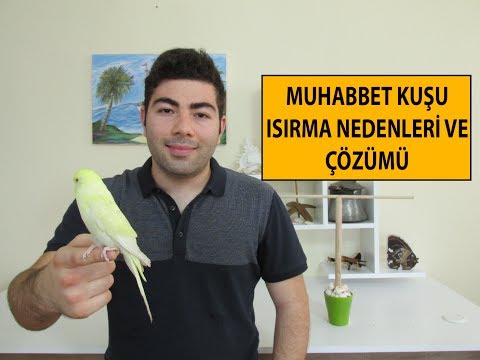 Muhabbet Kuşu Isırma Sorunu