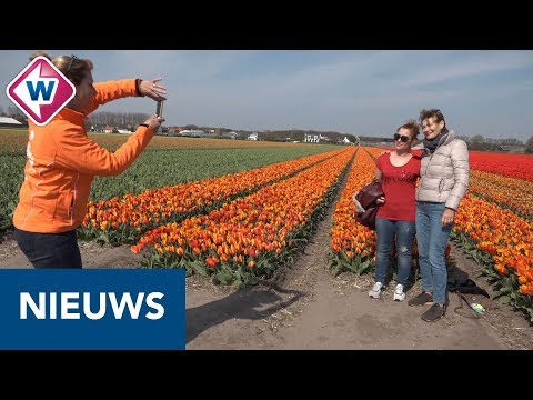 Toeristen blijven door bloemen struinen, ondanks campagne - OMROEP WEST