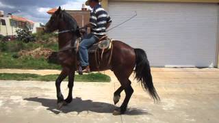 Caballo Cuafrisian El Leon Bailando Vendido