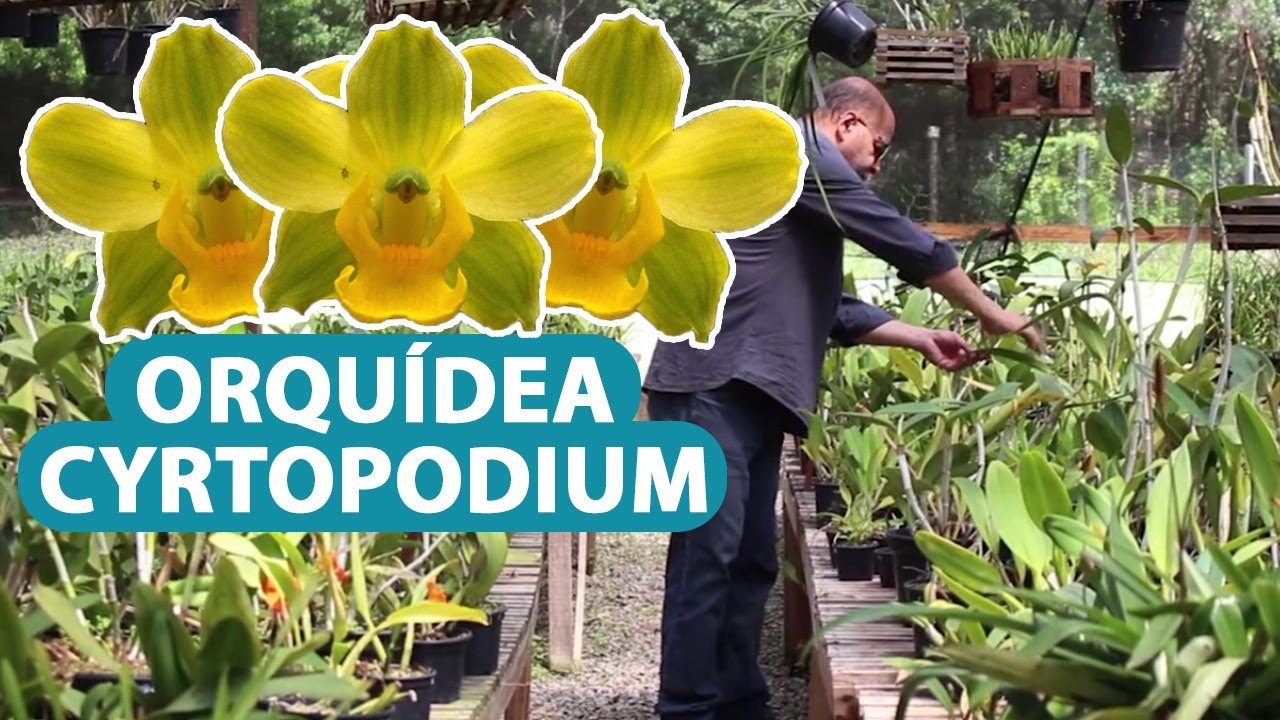 Orquídea Cyrtopodium - thptnganamst.edu.vn