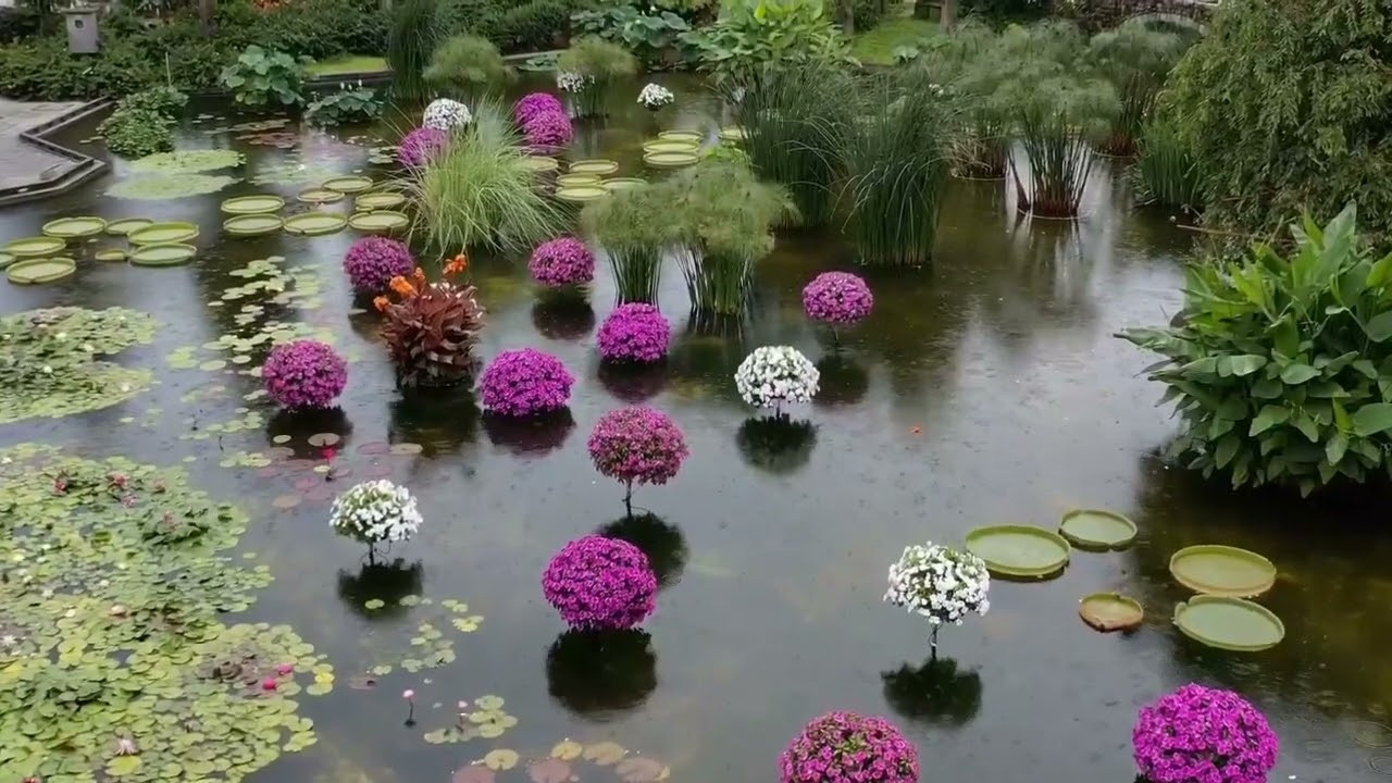 梅雨空に鮮やか 水生植物公園みずの森｜京都新聞デジタル 京都・滋賀の