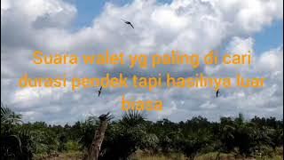 Suara walet yang banyak di cari...durasi pendek hasil memuaskan