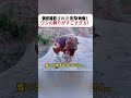 偶然撮影された衝撃映像！ ワシの狩りがすごすぎる！ #衝撃映像 #ワシ #野生動物 #自然 #リアル