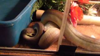 Famous Feeding Olive Python - with Marissa Dubina Wealth