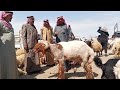سوق الحدادية اليوم 2026 5 2 ربج الدلال ابو غازي والدلال السيد وحركة سوق الغنم والبقر بالسوق 
