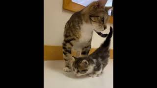 Cat encourages kitten with twisted paws to learn to walk by Love Meow 15,818 views 2 years ago 1 minute, 11 seconds