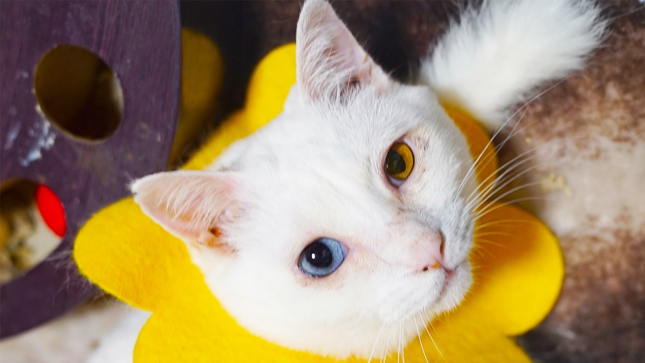 宝石珍獣、その輝く瞳を閉じる My rare-gem-cat 
