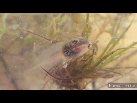 Frog Life Cycle 