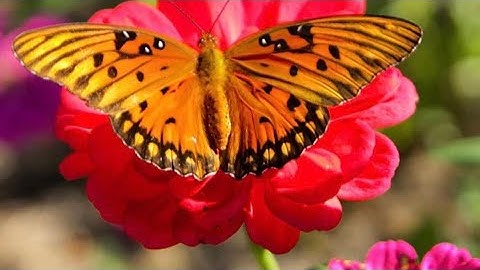 Create a pollinator friendly garden