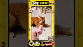 Cats Doing Things No One Can Explain 😂🤯” 🚀🐾- Meow Mishaps Hub 😹 #shorts #cat #funny