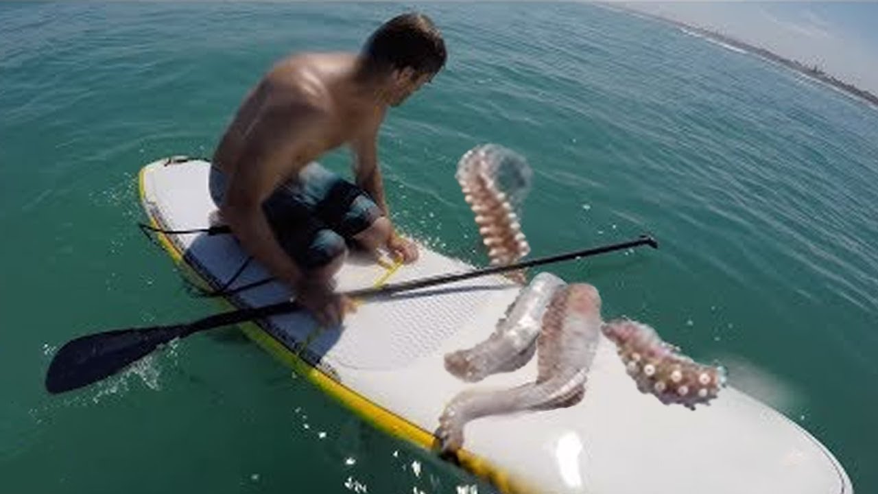 10 Animals That Make Swimming Extremely Dangerous