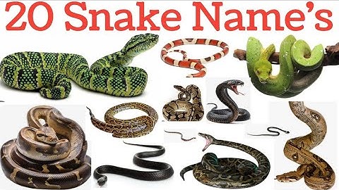 20सांपों के नाम । 20 Snake names in English and Hindi | educational learning video for kids #snake