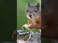 Red squirrel eats an apple  best sound ever shorts asmr