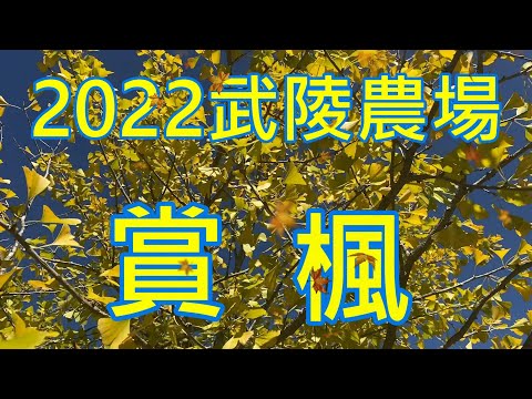 2022武陵農場賞楓趣-銀杏林,落羽松,楓葉一次滿足2022/10/28