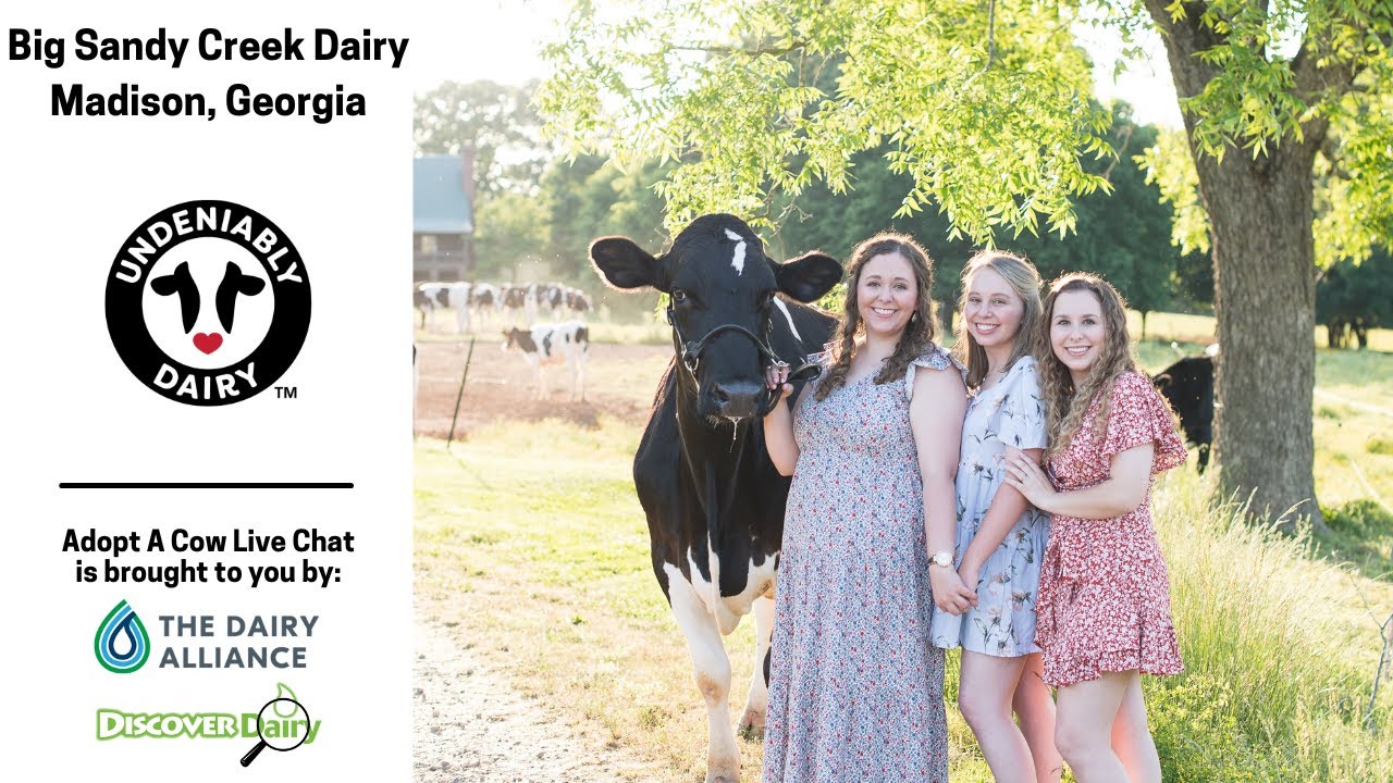 Big Sandy Creek Dairy - Adopt A Cow Live Chat 2023 - YouTube