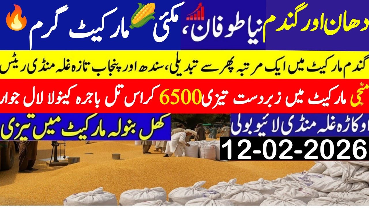Today Wheat price in punjab//گندم کا ریٹ2026/munji makki till sarso/Galla mandi rate today 2026