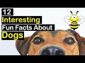 12 Interesting Facts about Dogs (Learn to Understand Your Dog)