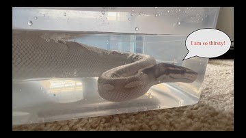 Soaking/Hydrating A Ball Python With Stuck Shed
