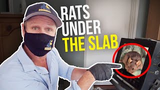 RATS coming in UNDER A SLAB FOUNDATION!! How to REMOVE Rats QUICKLY! Twin Plumbing