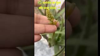 ये फूल 🌹 जो आप की किस्मत बदल दे #vastuplan