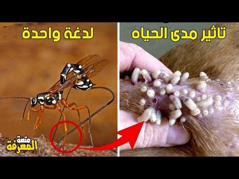 فيديو: علاج آفات بيرجينيا - تعرف على الحشرات التي تأكل نباتات بيرجينيا