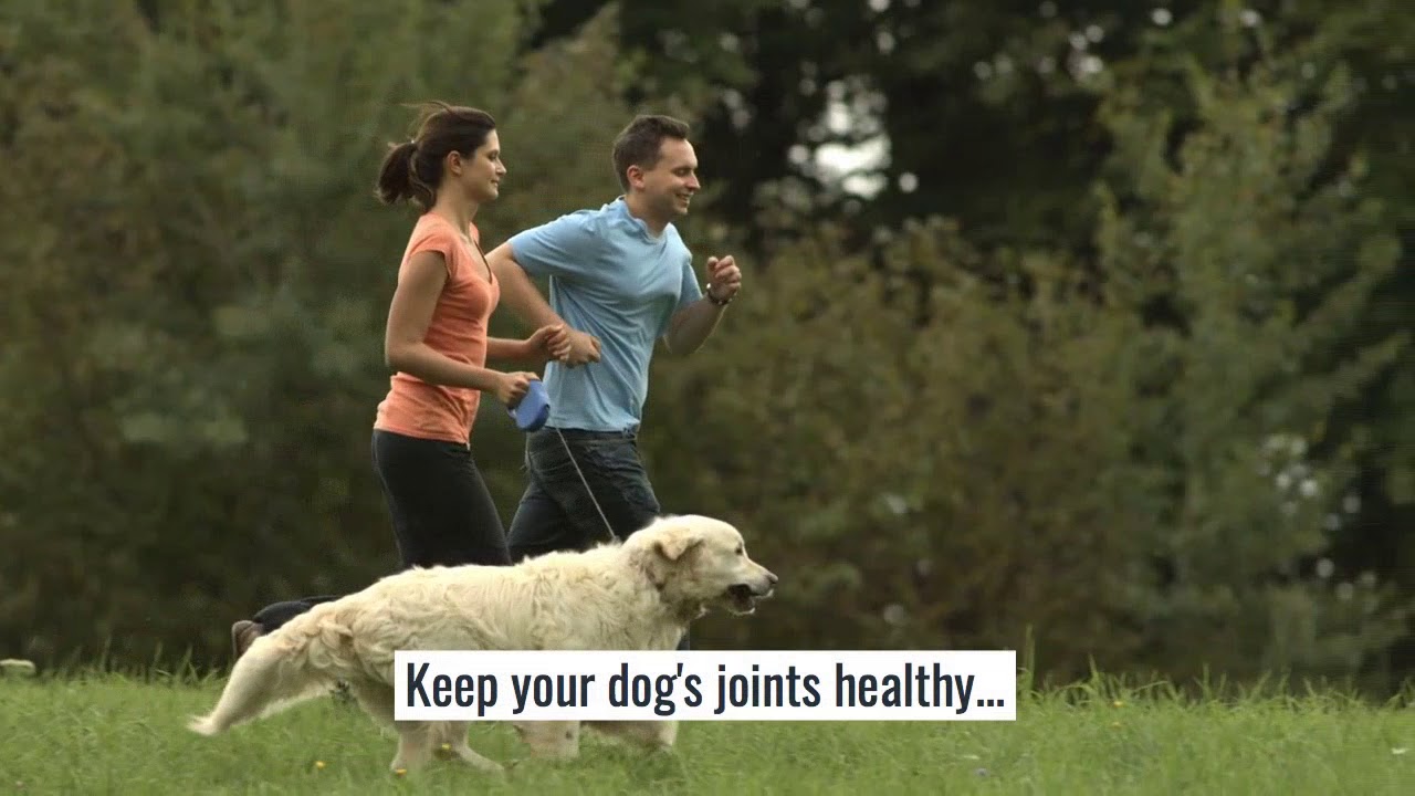 Vegetarian Glucosamine for Dogs YouTube