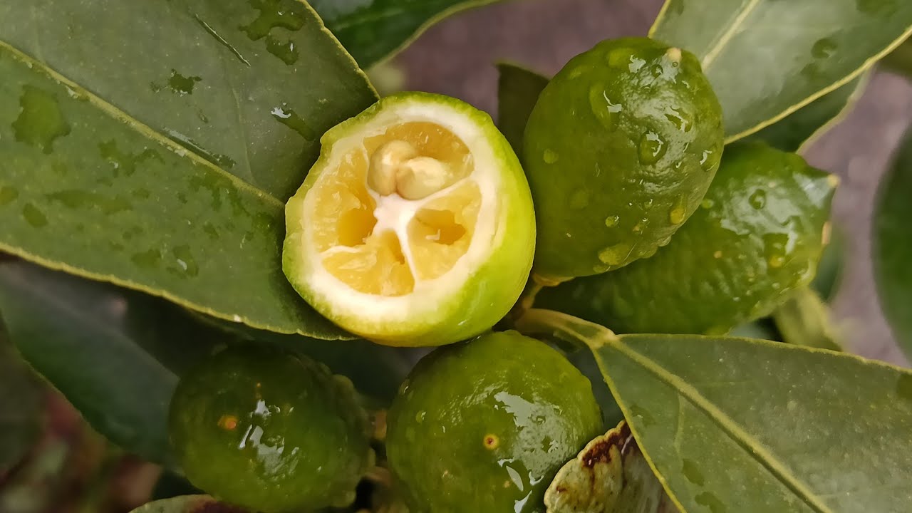 Zitruspflanzen-Rundgang: Limette, Mandarinquat und seltene Sorten