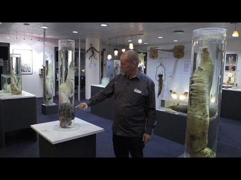 Museu do pênis vira sensação - YouTube.