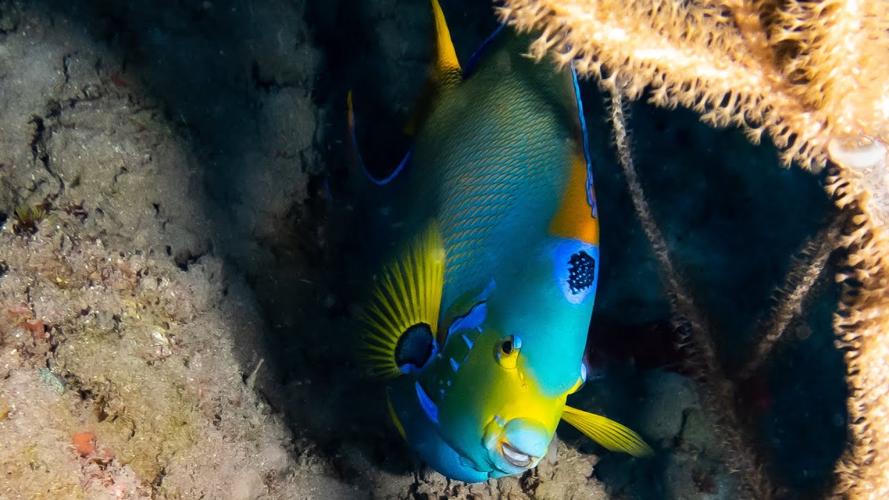 SABA 6 – MERGULHOS EM TEDRAN WALL, BABYLON E TENT REEF