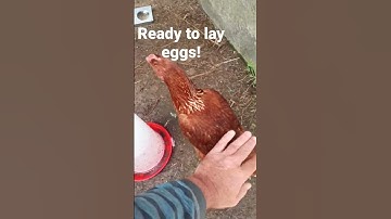 HOW to KNOW when your hens are READY to lay EGGS!