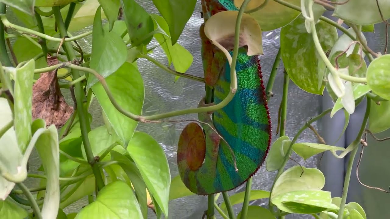 The VIVOSUN Aerozesh System 