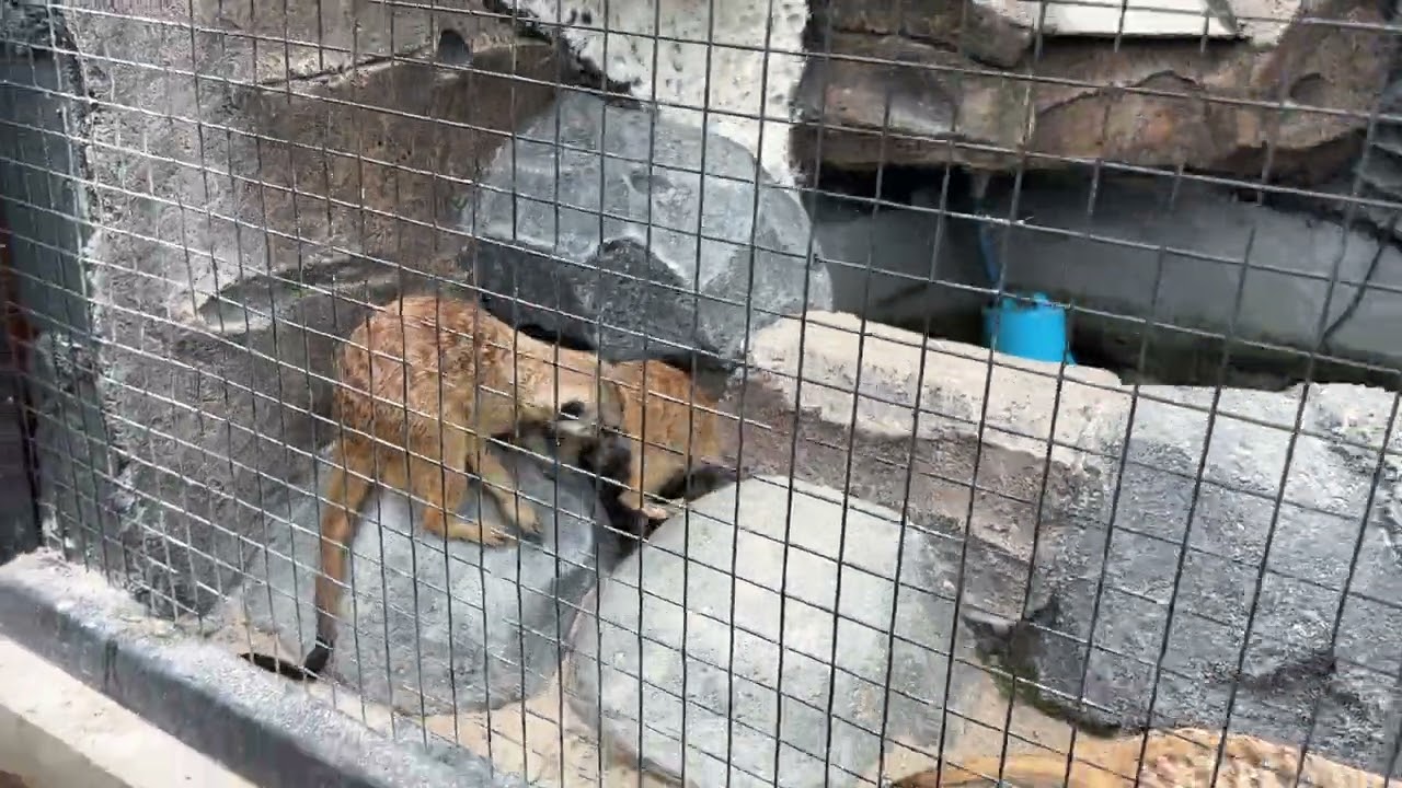 Baha faiz maen liat binatang langka 