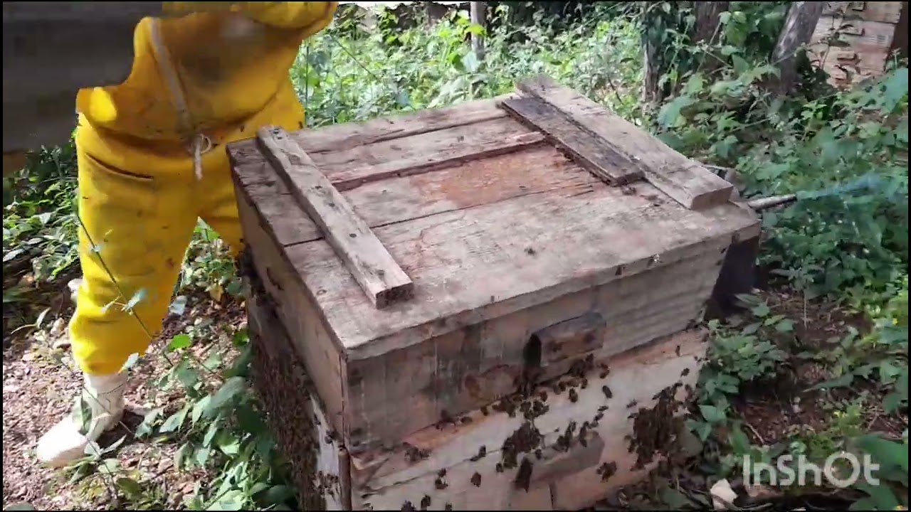 Fazendo revisão e introduzindo meugueira 🐝🐝🐝🐝🐝