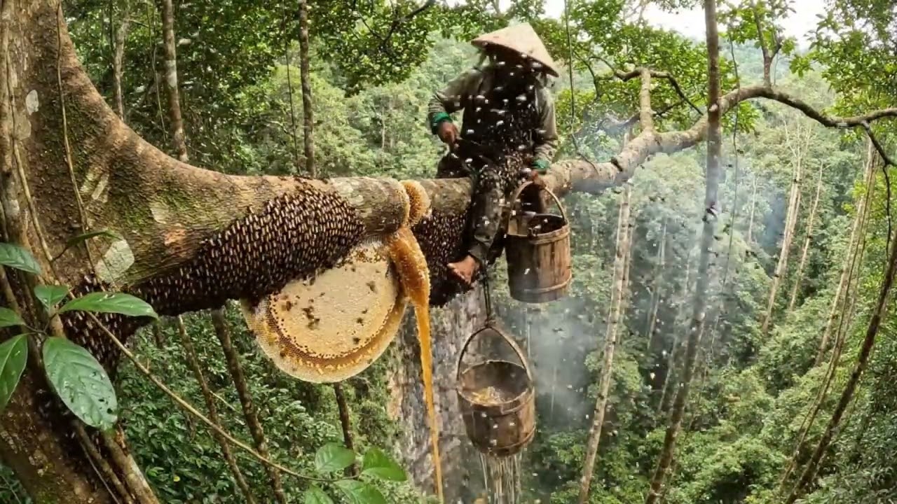 Higher Than the Trees  Extreme Wild Honey Harvesting Above a Deadly Drop
