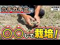 【自然栽培435】カチカチの土での栽培するやり方紹介!