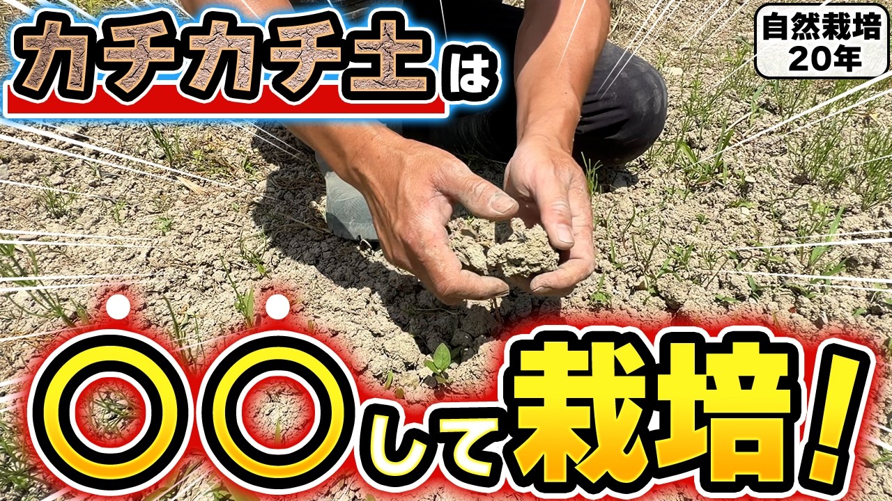 Natural Farming 435] How to cultivate in hard-packed soil! - YouTube