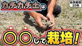 【自然栽培435】カチカチの土での栽培するやり方紹介！