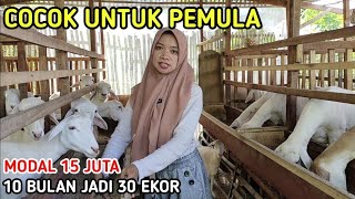 CARA CEPAT MEMILIKI TERNAK DOMBA BANYAK DENGAN MODAL 15 JUTA