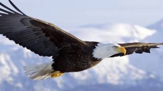 On An Eagle's Back final cut love song screenshot 3