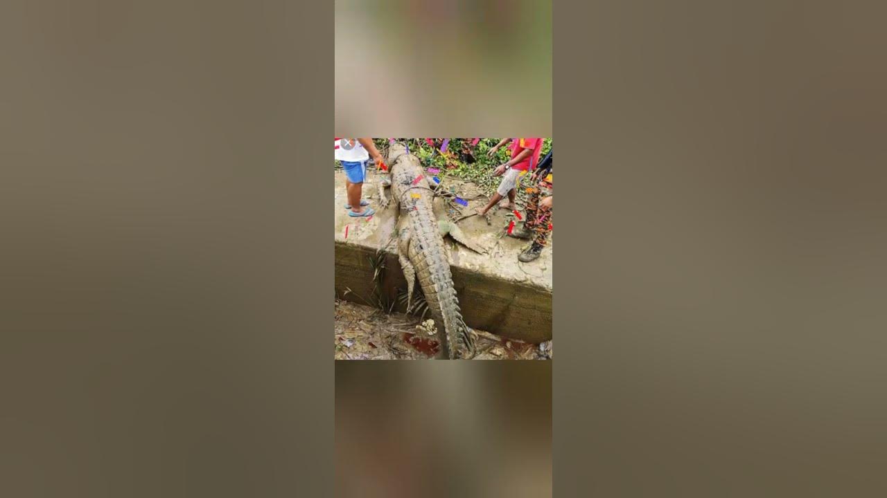Crocodile...eat Human - YouTube