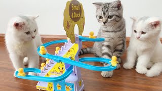 Strange Toy Makes 3 Curious Kittens Excited - Duck Climbing Slide