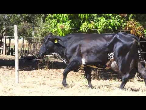 LOTE 21 ARAXA FIV HIPSHOT SANTA LUZIA_1