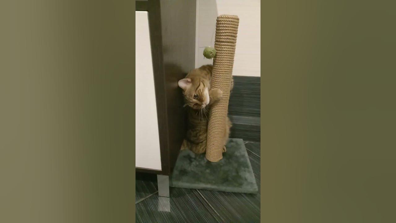 кот - YouTube