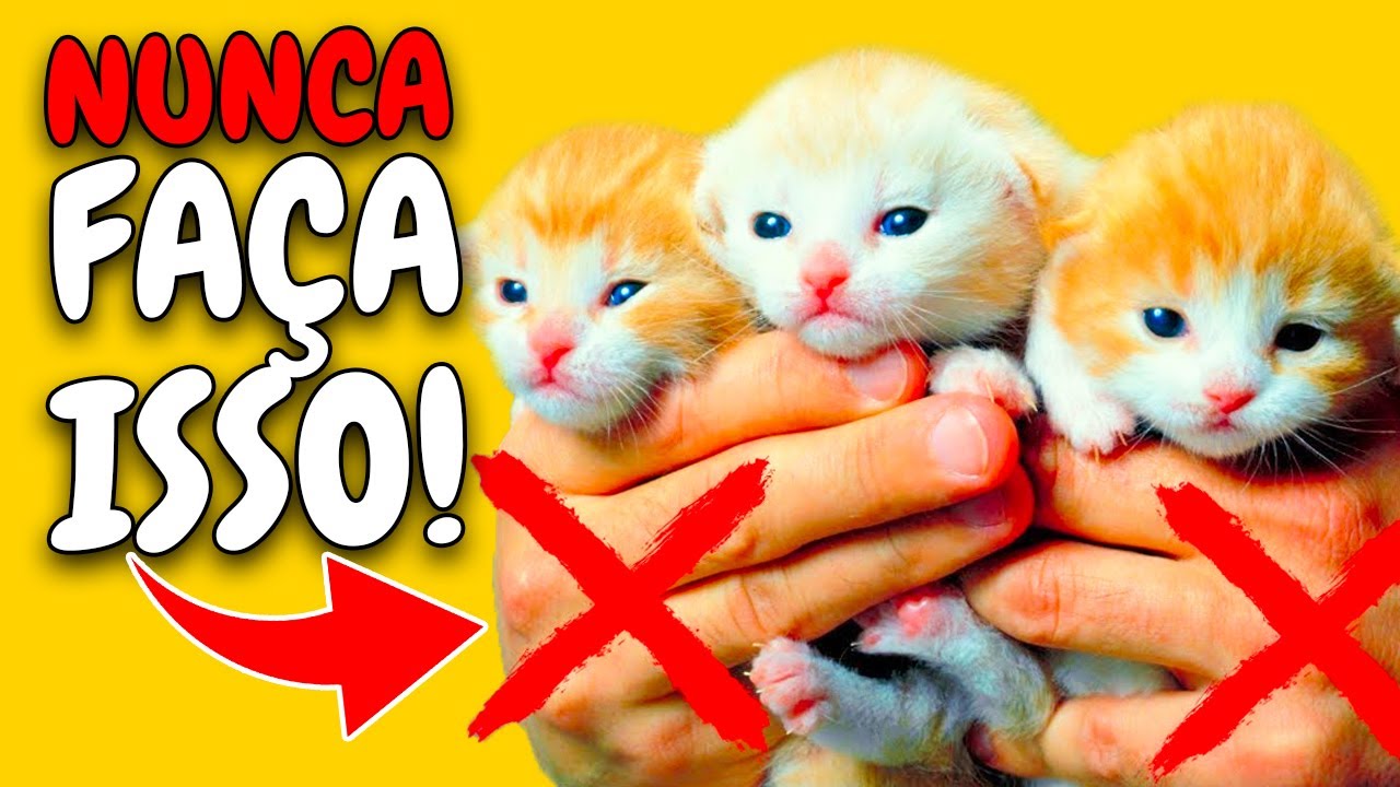 Como cuidar de um gatinho recém-nascido órfão • Tiendanimal Blog