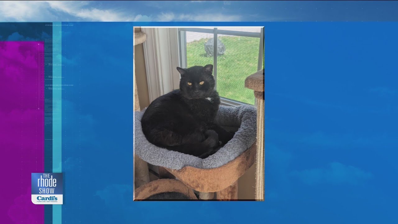 A 10Th Life Cat Rescue: Transforming Feline Futures Today